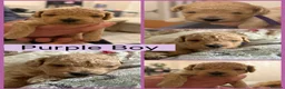 Mixed Breed dogs for sale: Beautiful Toy Poochon Puppies - Advert 26