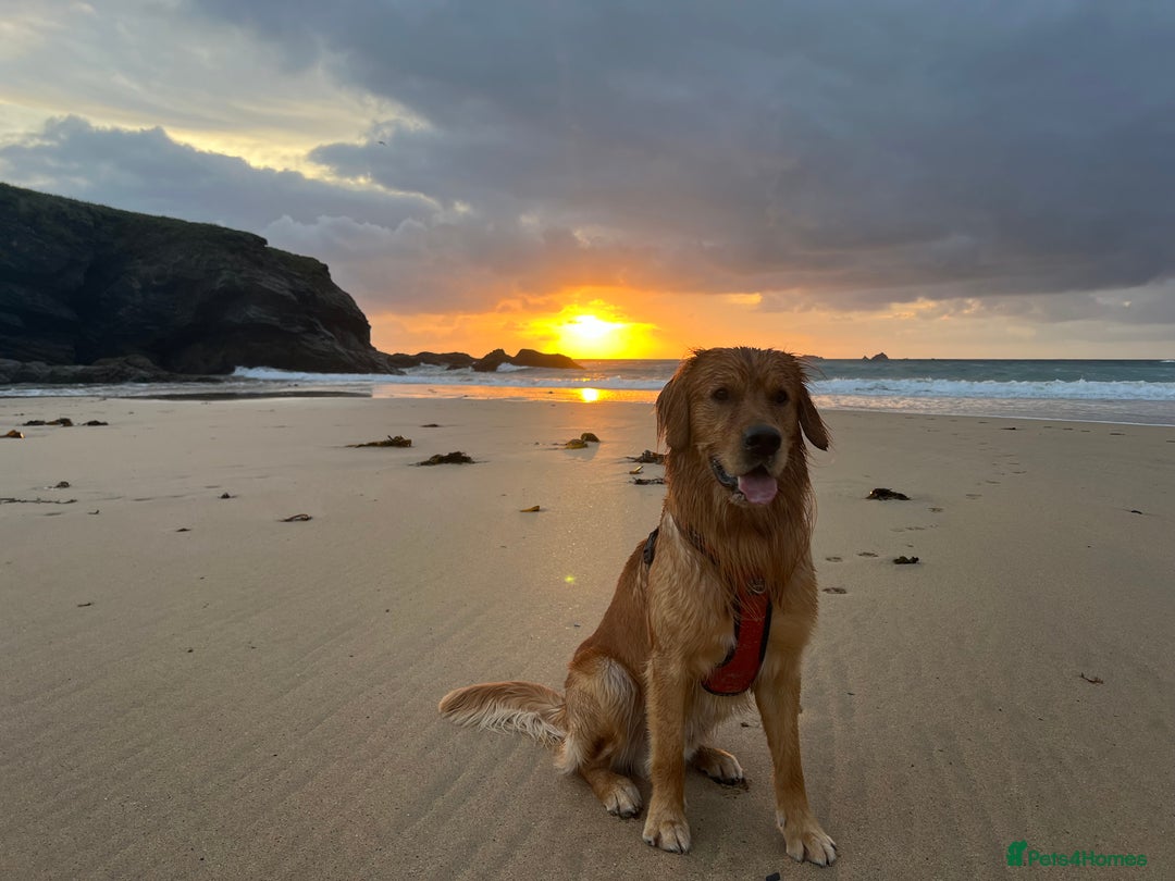 Golden Retriever dogs for stud: HANDSOME 2 YEAR OLD RED STUD - GOLDEN RETRIEVER  - Image 14
