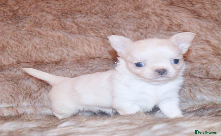 Chihuahua dogs - Advert 15