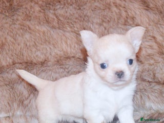 Chihuahua dogs - Advert 11