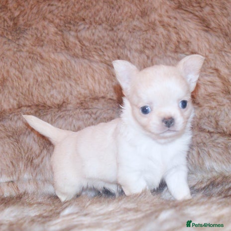Chihuahua dogs - Advert 7