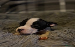 American Bully dogs for sale: perfect puppys - Image 11