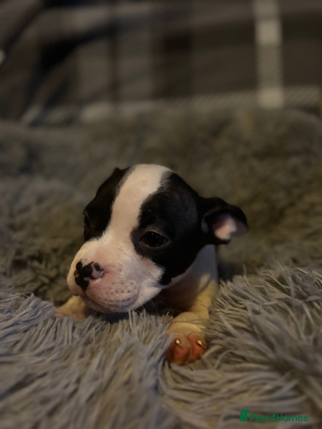American Bully dogs for sale: perfect puppys - Image 11