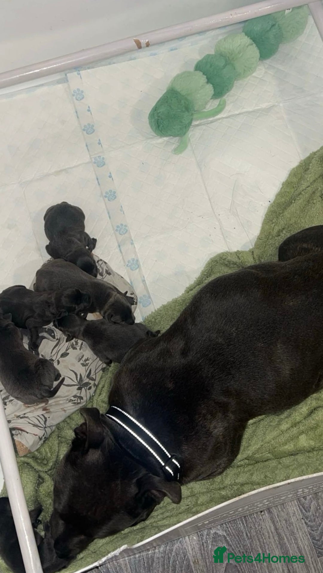 Staffordshire Bull Terrier dogs for sale: Beautiful blue staff puppies  - Image 4