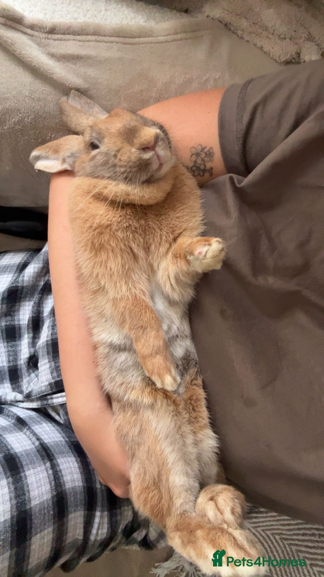 Mixed Breed rabbits for sale: Extremely loving and friendly rabbit - Image 4