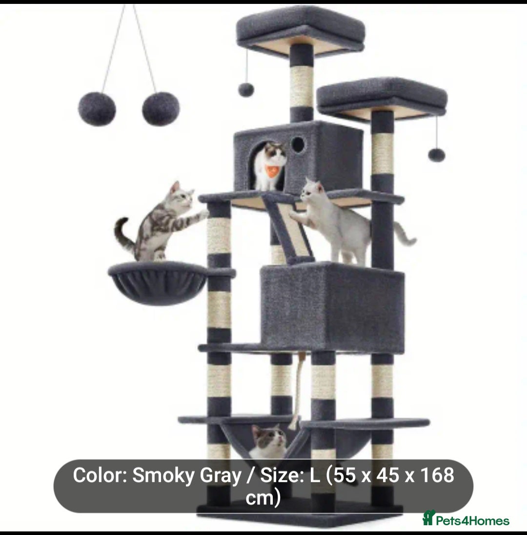 Ragdoll cats for sale: Female ragdoll  - Image 4