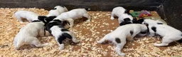 English Springer Spaniel dogs for sale: Springer Spaniels - Advert 4