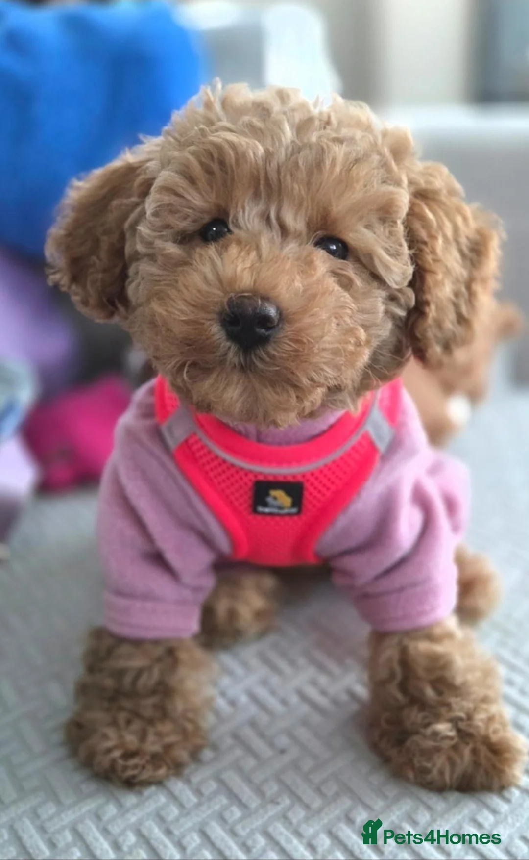 Poochon dogs for sale: Poppy is looking for the right home 🐾 - Advert 8