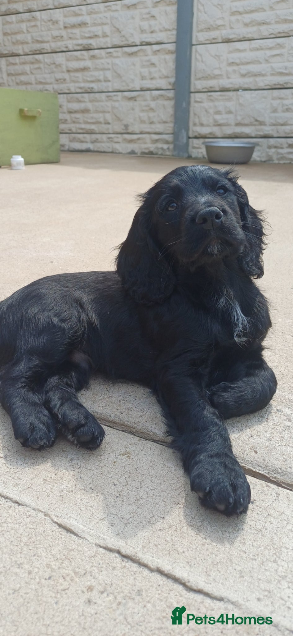 Cocker Spaniel dogs EXELLENT  BRED WORKING COCKER PUPPIES  - Advert 5
