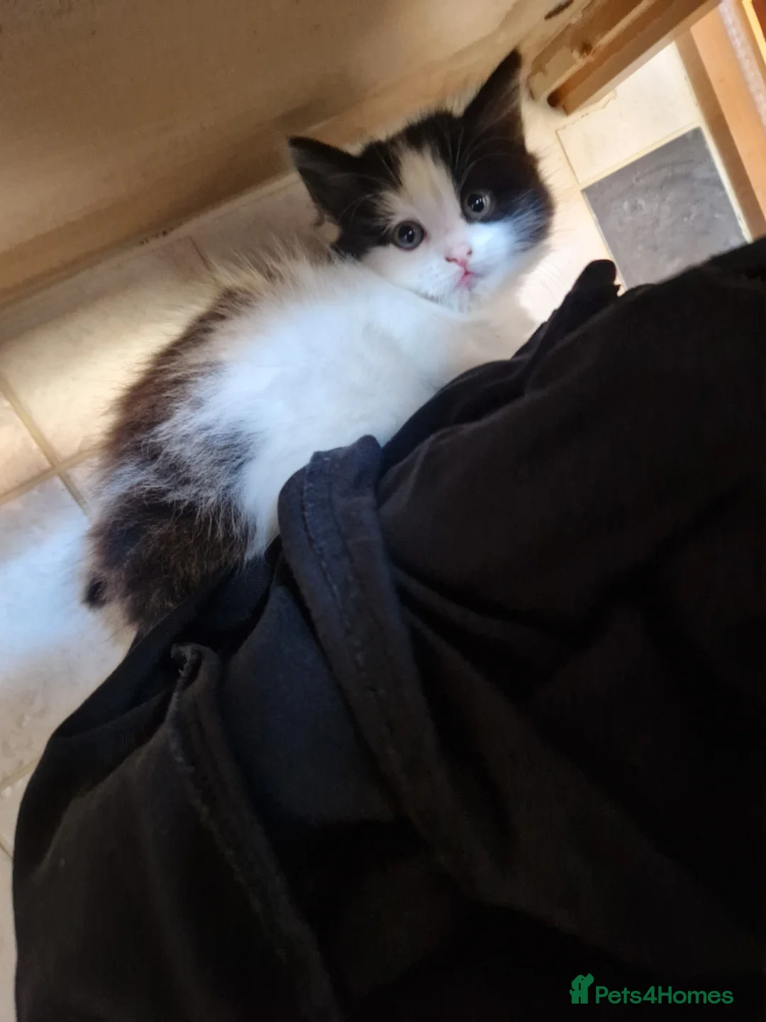 Mixed Breed cats for sale: Maine coon cross - Advert 2
