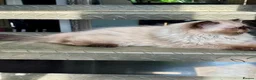 Persian cats for sale: ONE BEAUTIFUL GIRL LEFT!!! - Advert 3
