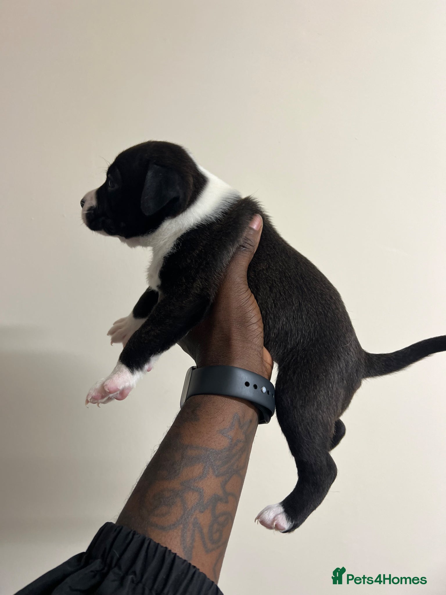 Staffordshire Bull Terrier dogs for sale: Beautiful Staffordshire Bull Terrier Mix Puppies in Manchester - Advert 2