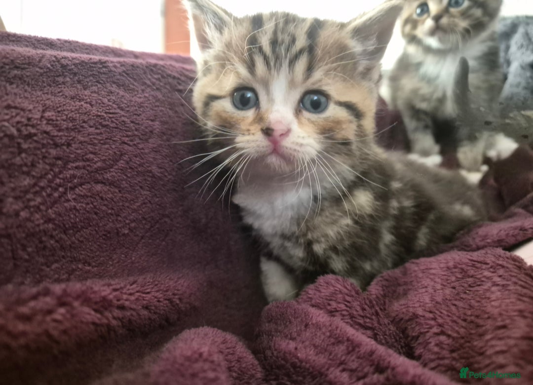 Scottish Fold cats for sale: Beautiful Scottish Fold/Straight X Kittens - Image 9
