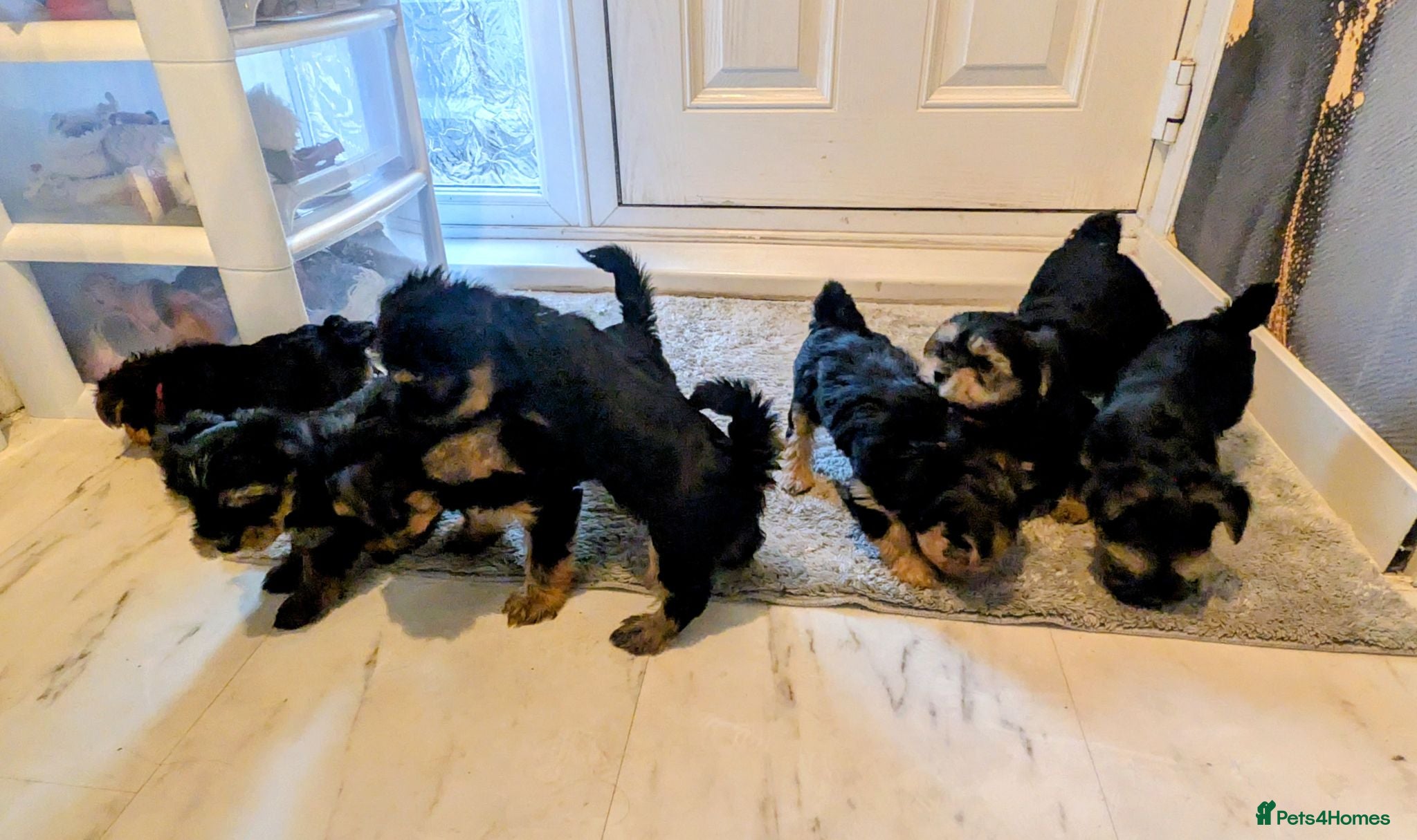 Yorkshire Terrier dogs Yorkshire terriers puppies  - Advert 1