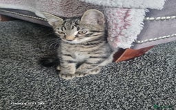 Domestic Shorthair cats for sale: three male kittens  - Image 5