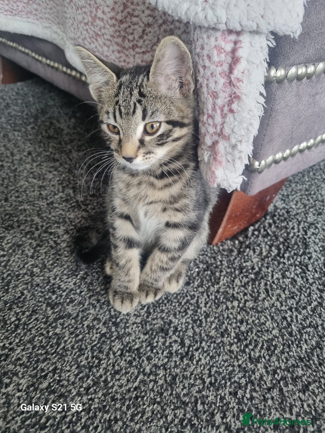Domestic Shorthair cats for sale: three male kittens  - Image 5