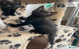 Mixed Breed cats for sale: Russian blu mix  - Image 4