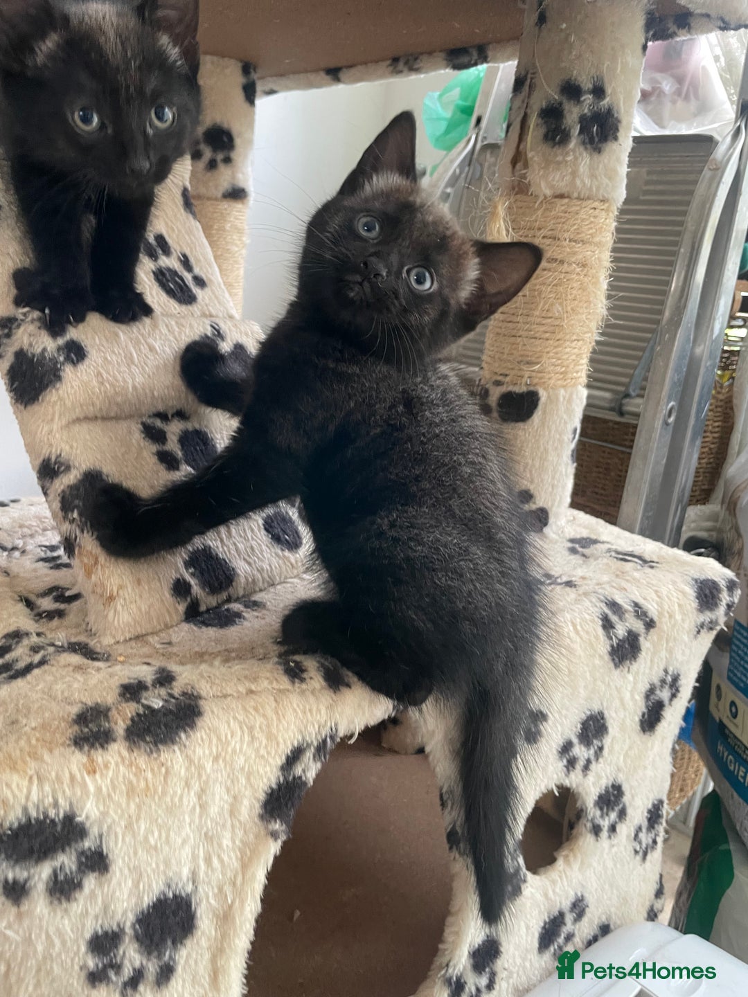 Mixed Breed cats for sale: Russian blu mix  - Image 4
