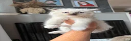 Ragdoll cats for sale: Beautiful pedigree ragdolls  - Advert 16
