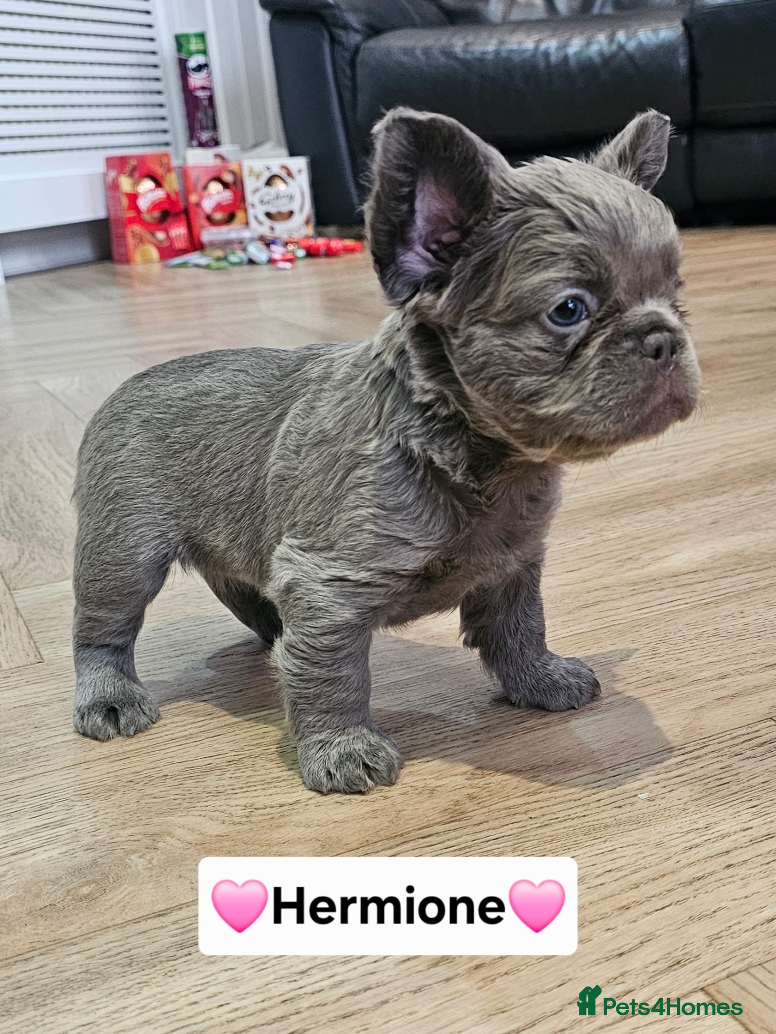 French Bulldog dogs French bulldog pups - Advert 13