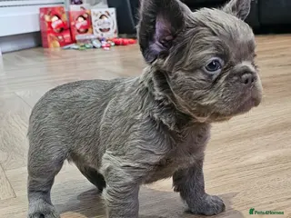 French Bulldog dogs French bulldog pups - Advert 13