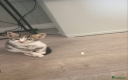 Mixed Breed cats for sale: From Our Loving Home to Yours - Image 8