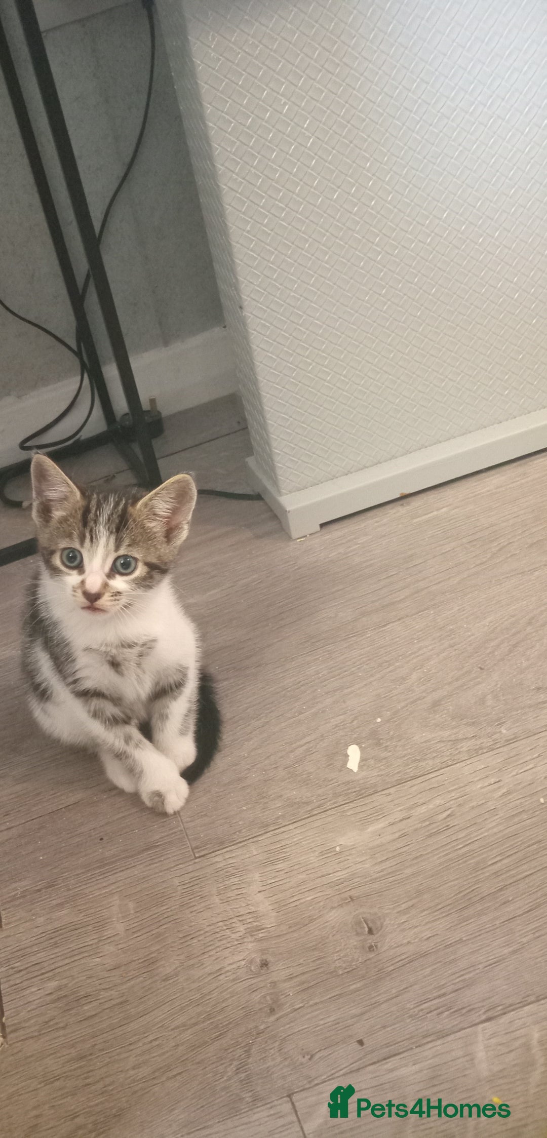 Mixed Breed cats for sale: From Our Loving Home to Yours - Image 8