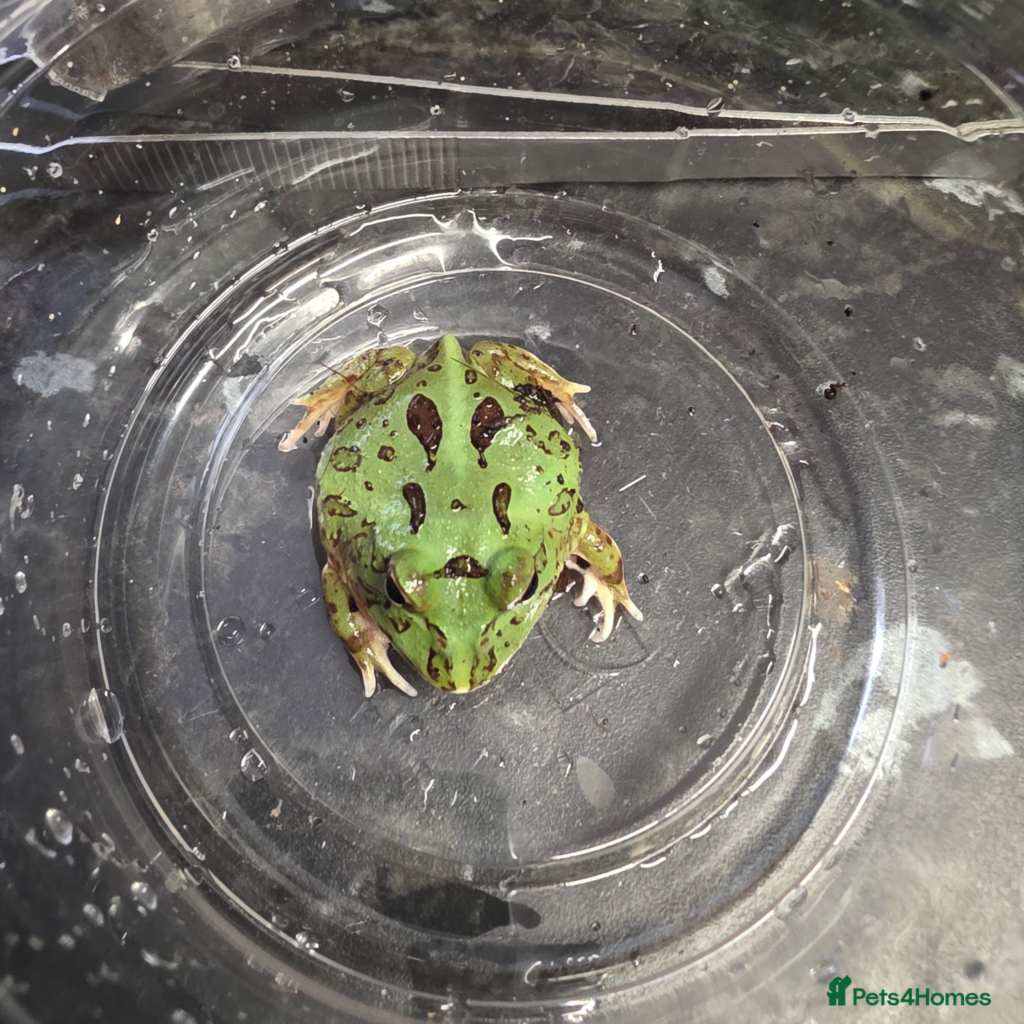 Frog reptiles Green pacman frog - Advert 1