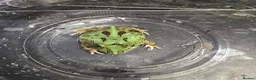 Frog reptiles for sale: Green pacman frog - Advert 1