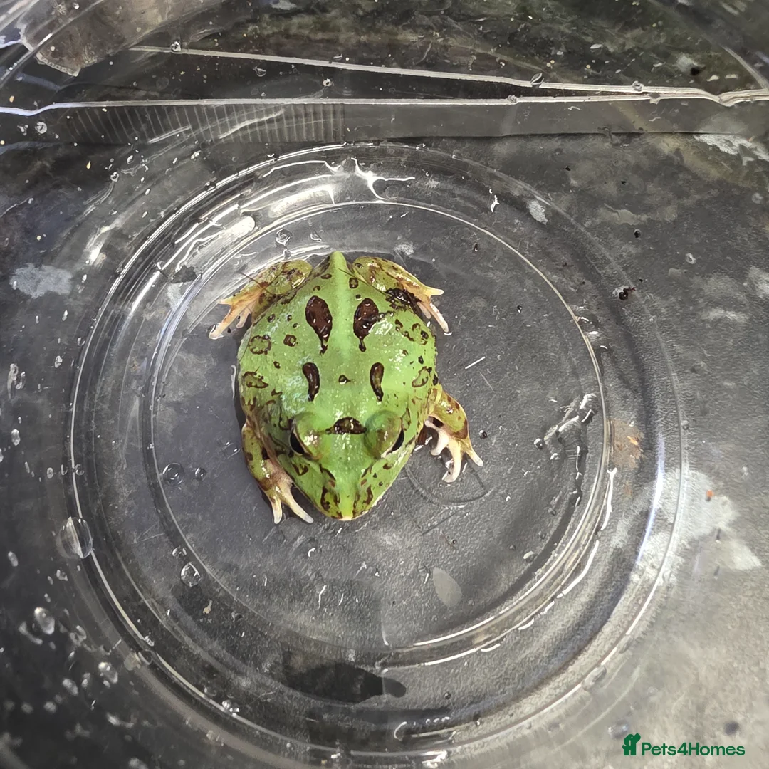 Frog reptiles for sale: Green pacman frog - Advert 1