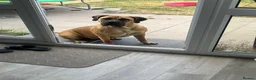 Boerboel dogs for sale: Our beautiful girl Narla in Birmingham - Advert 5