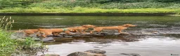 Labrador Retriever dogs for stud: Fox Red Labrador Available for Stud.  - Advert 10