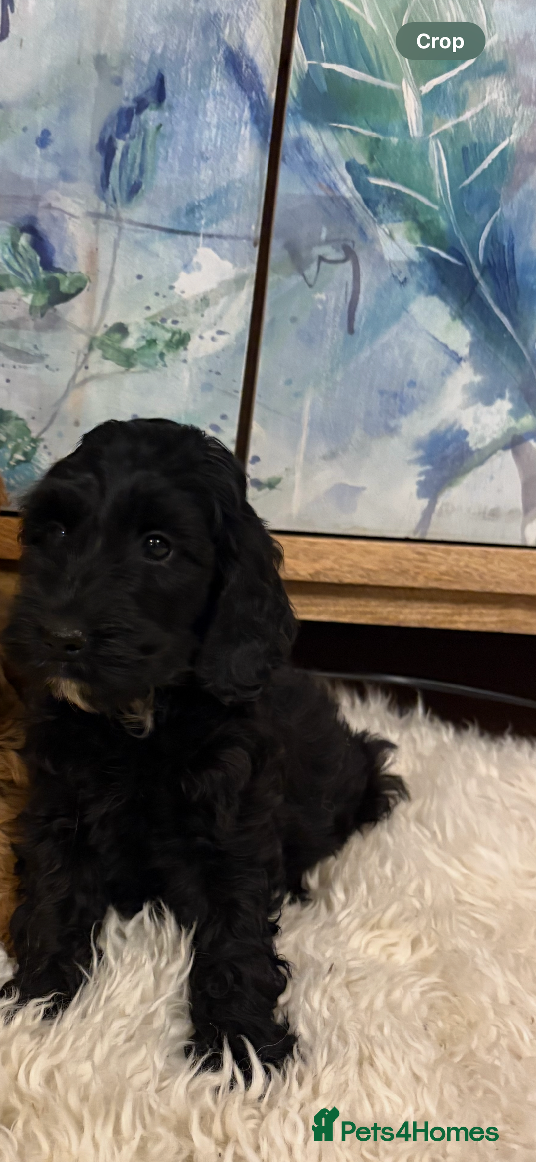Cockapoo dogs for sale: Cockapoo F1b show type pups, PRIZEWINNING LINES  - Image 1