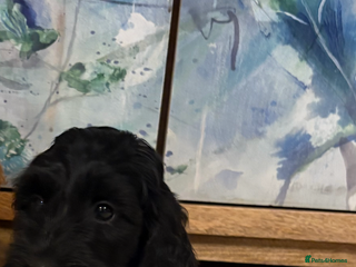 Cockapoo dogs - Advert 18