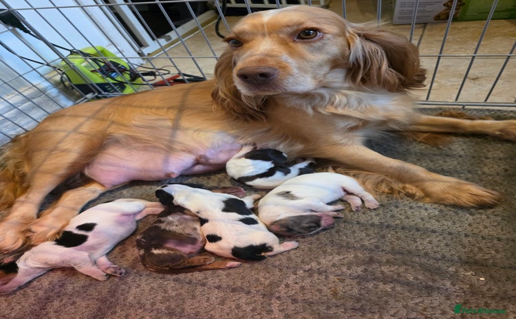 Cocker Spaniel dogs - Advert 1