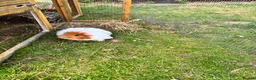 Guinea Pig rodents for sale: Female guinea pig free to a good home  in Cambridge - Advert 2