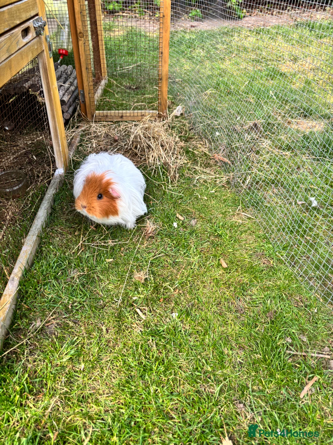 Guinea Pig rodents for sale: Female guinea pig free to a good home  in Cambridge - Advert 2