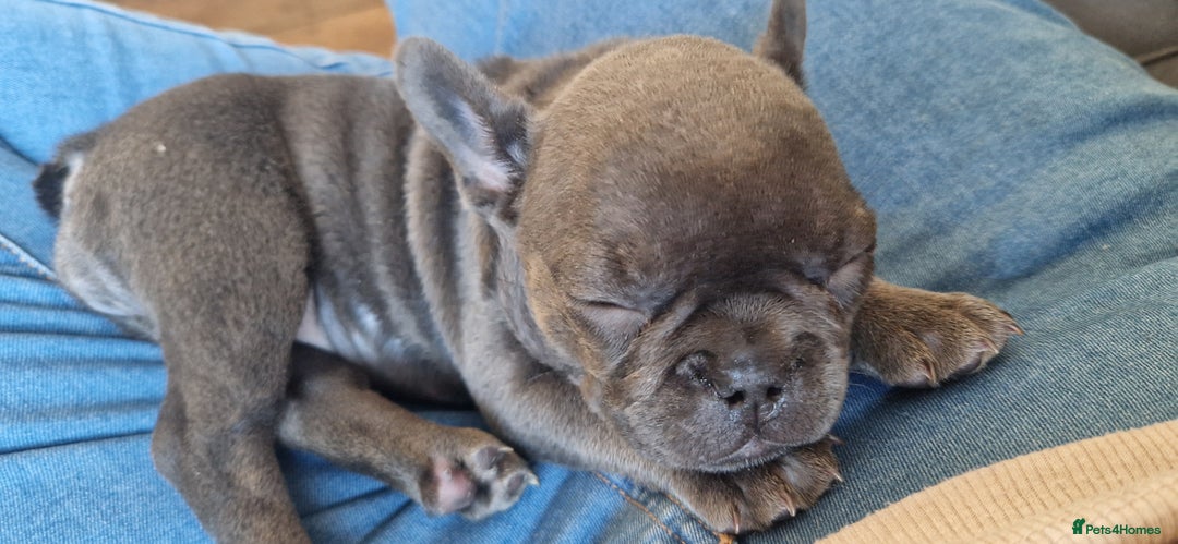 French Bulldog dogs for sale: French Bulldog. Last little girl available  - Image 6