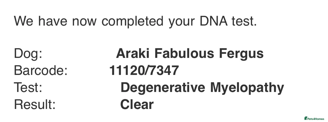 Tibetan Terrier dogs for stud: Araki Fabulous Fergus Extensive Health Tests  - Advert 21