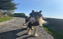Irish Cob horses for sale: Quiet 3 year old 13hh mare  - Image 2