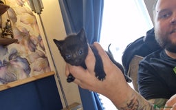 British Shorthair cats for sale: 4 Beautiful Black Kittens  - Image 18