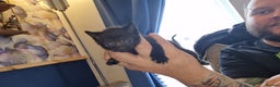 British Shorthair cats for sale: 4 Beautiful Black Kittens  - Advert 18