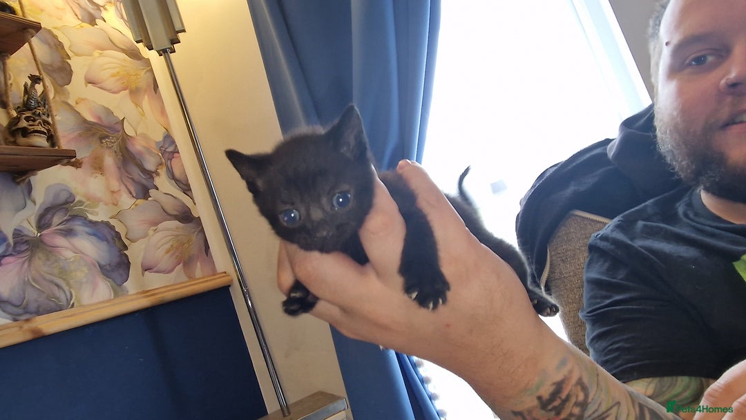 British Shorthair cats for sale: 4 Beautiful Black Kittens  - Image 18