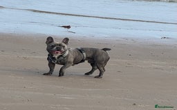 French Bulldog dogs for sale: Male French bulldog  - Image 9