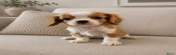 Cavalier King Charles Spaniel dogs for sale: ** DNA 🧬 PRA CLEAR CAVALIER KING CHARLES PUPPIES  - Advert 9
