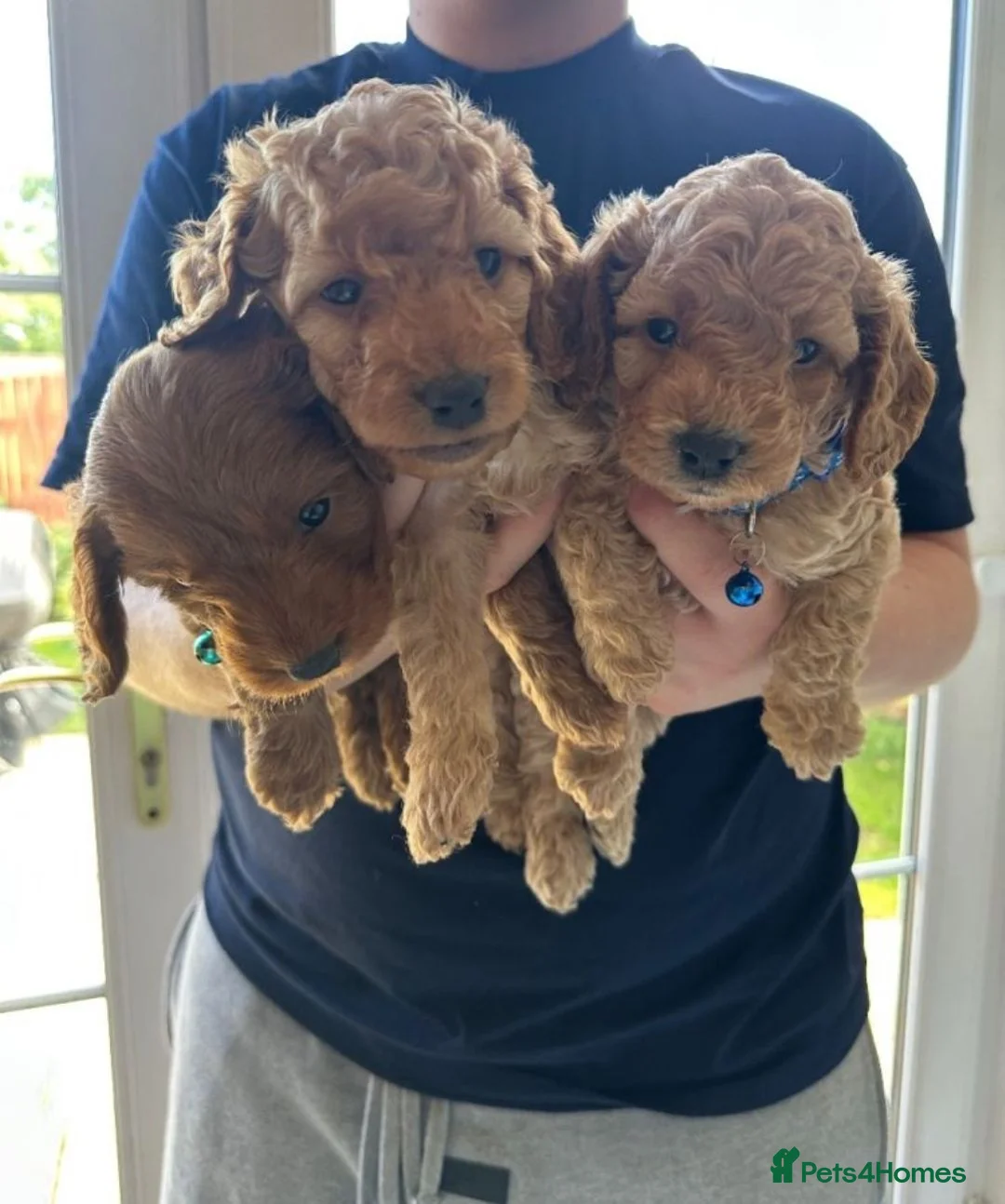 Cavalier King Charles Spaniel dogs for sale: Gorgeous F2b Cockapoo Puppies  3 Available  in Leeds - Advert 5