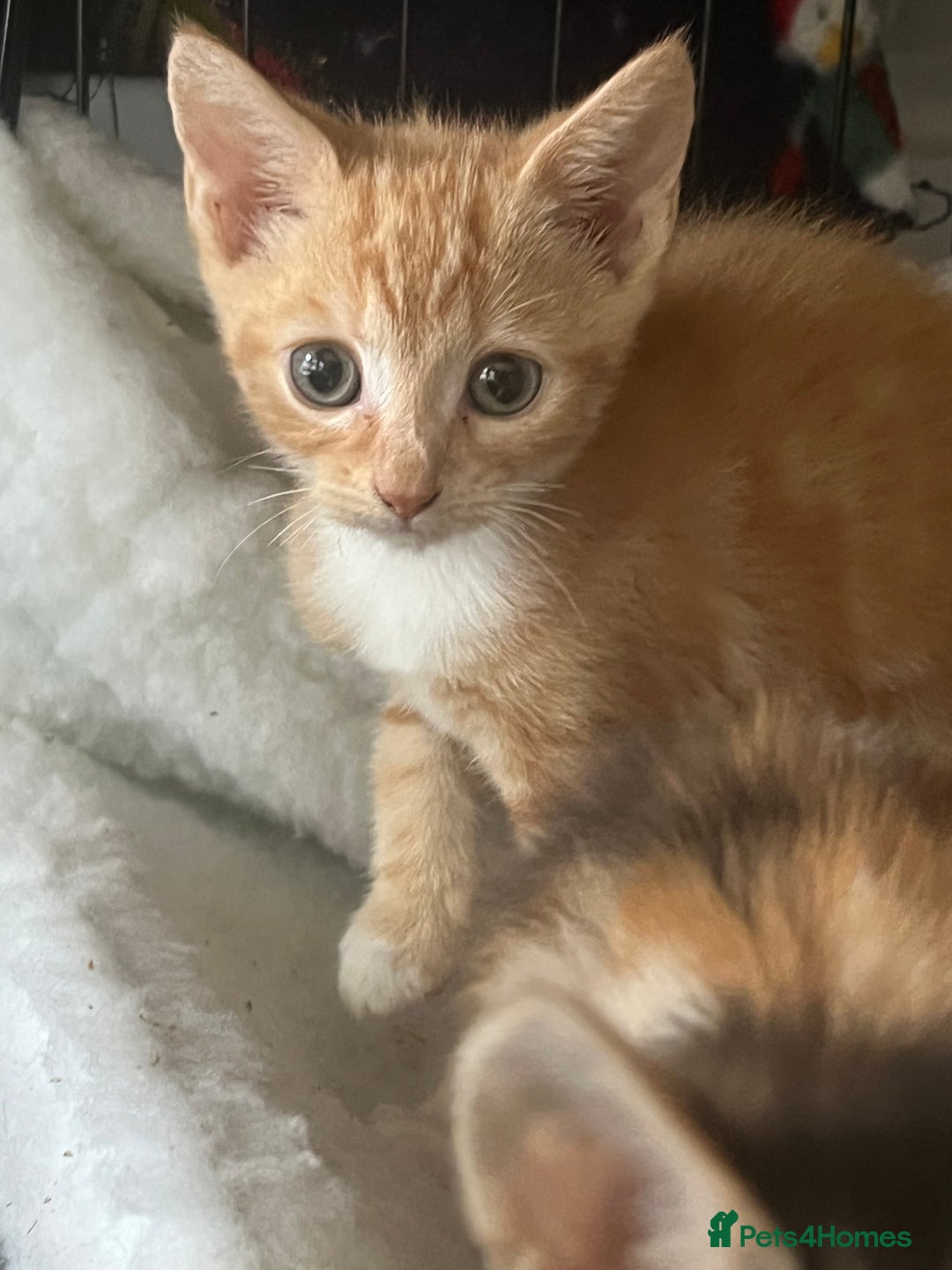 Mixed Breed cats for sale: Three gorgeous female kittens - Image 3