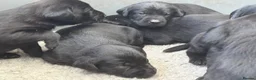 Labrador Retriever dogs for sale: Northmeols kc reg working line Labrador puppies  - Advert 5