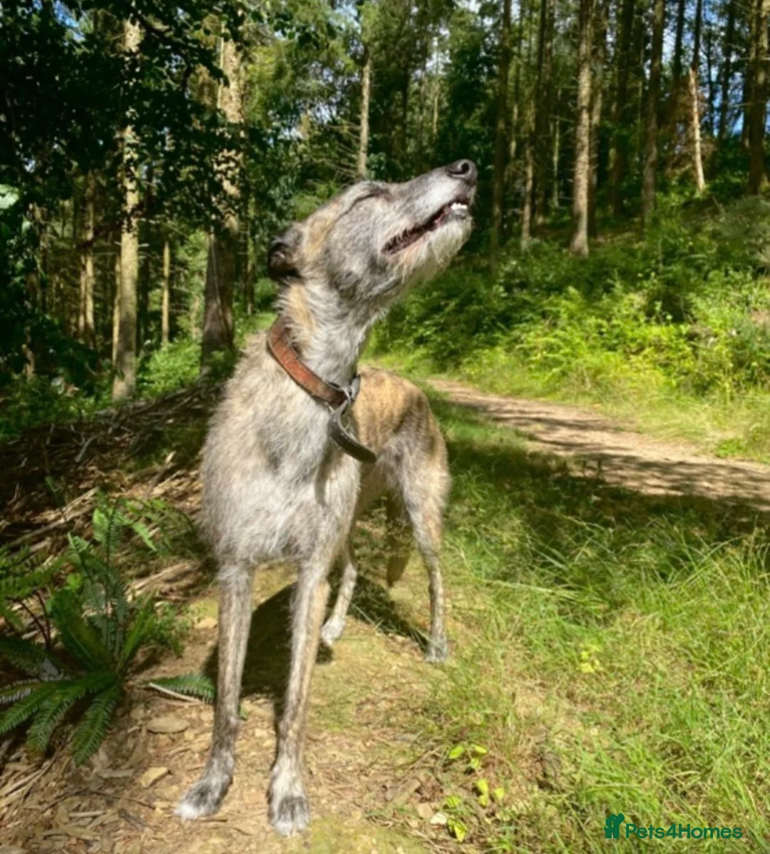 Lurcher dogs for sale: 6 Stunning Lurcher Pups Available 23rd March - Advert 15