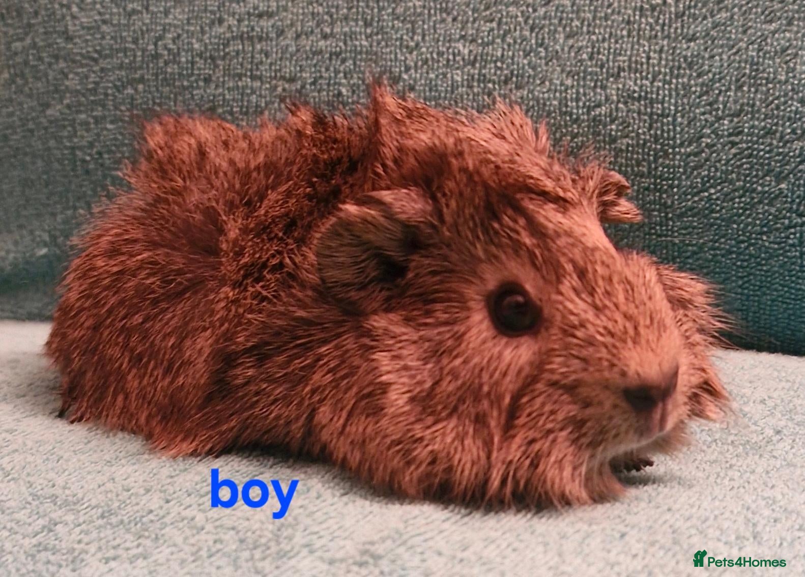 Guinea Pig rodents 1 boar & 1 sow baby pigs - Advert 1